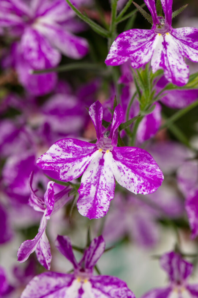 Lobelia Rift Purple