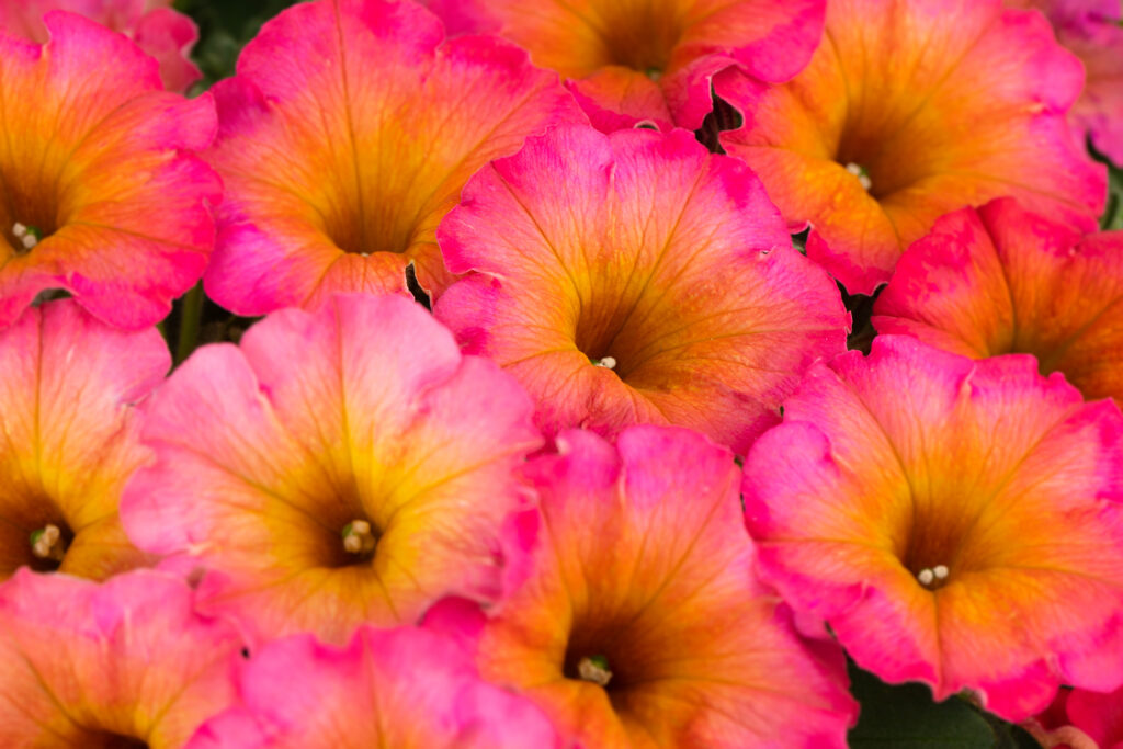 Petunia Flower Shower Mayan Sunset