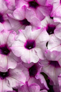 Petunia Flower Shower Pinkermint