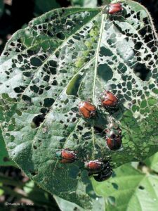 Japanese Beetle