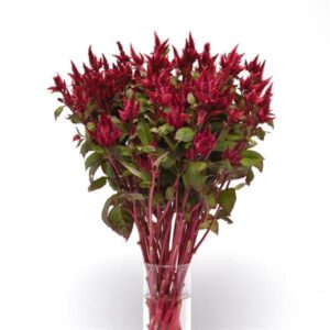 Celosia Celway Red