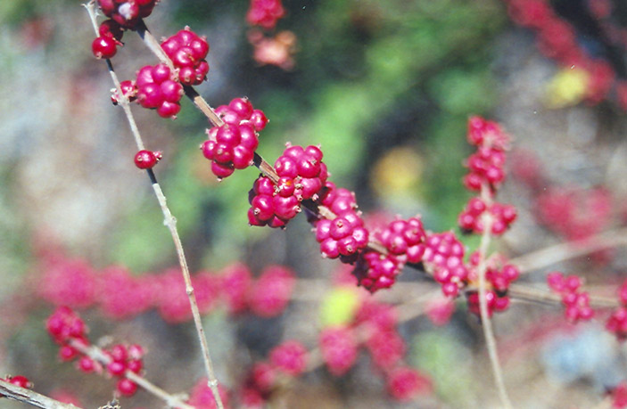 Coralberry Red