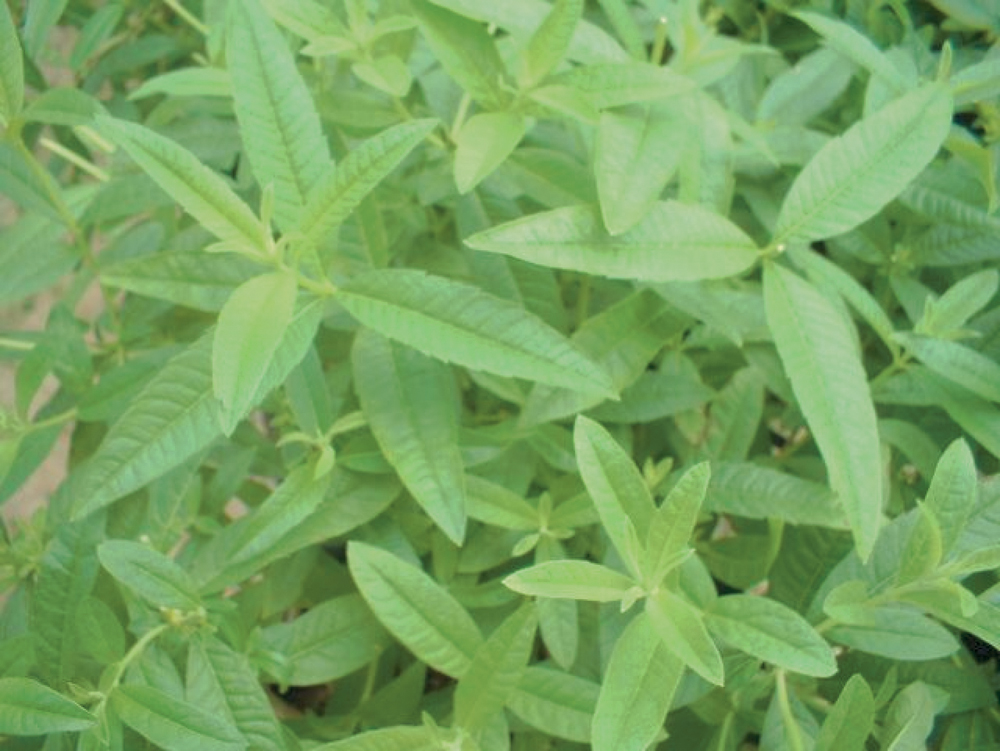 Aloysia triphylla Lemon Verbena