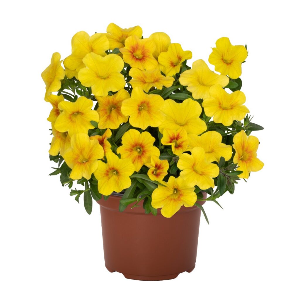 Calibrachoa Bloomtastic Honey