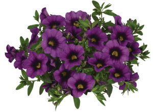 Calibrachoa Bloomtastic Purple