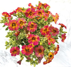 Calibrachoa Caliloco Calico