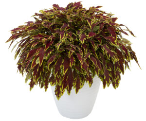 Coleus Le Freak