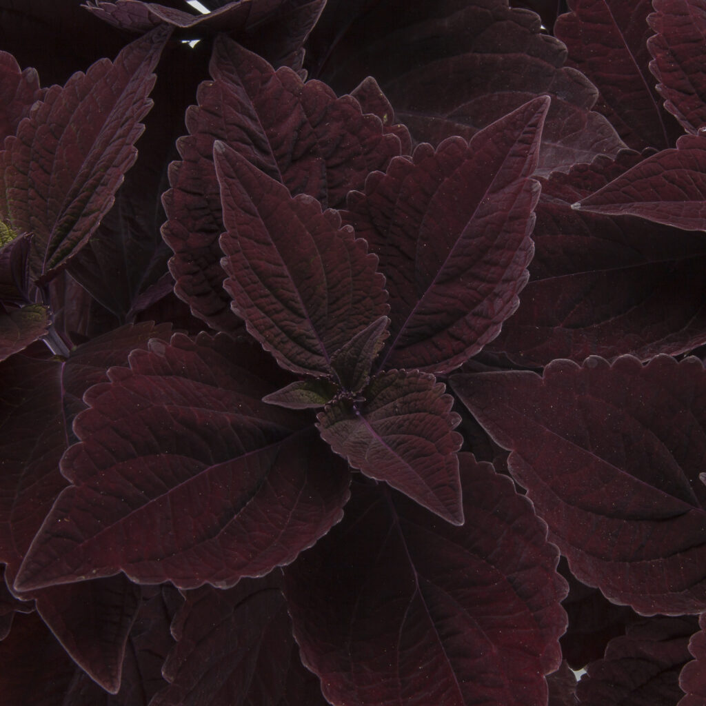 Coleus Talavera Chocolate Velveteen