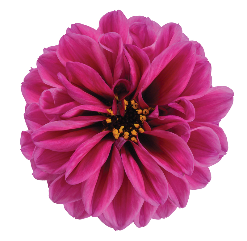 Dahlia Temptation Purple