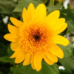 Helianthus Sunfinity Double Yellow (32-40"T)