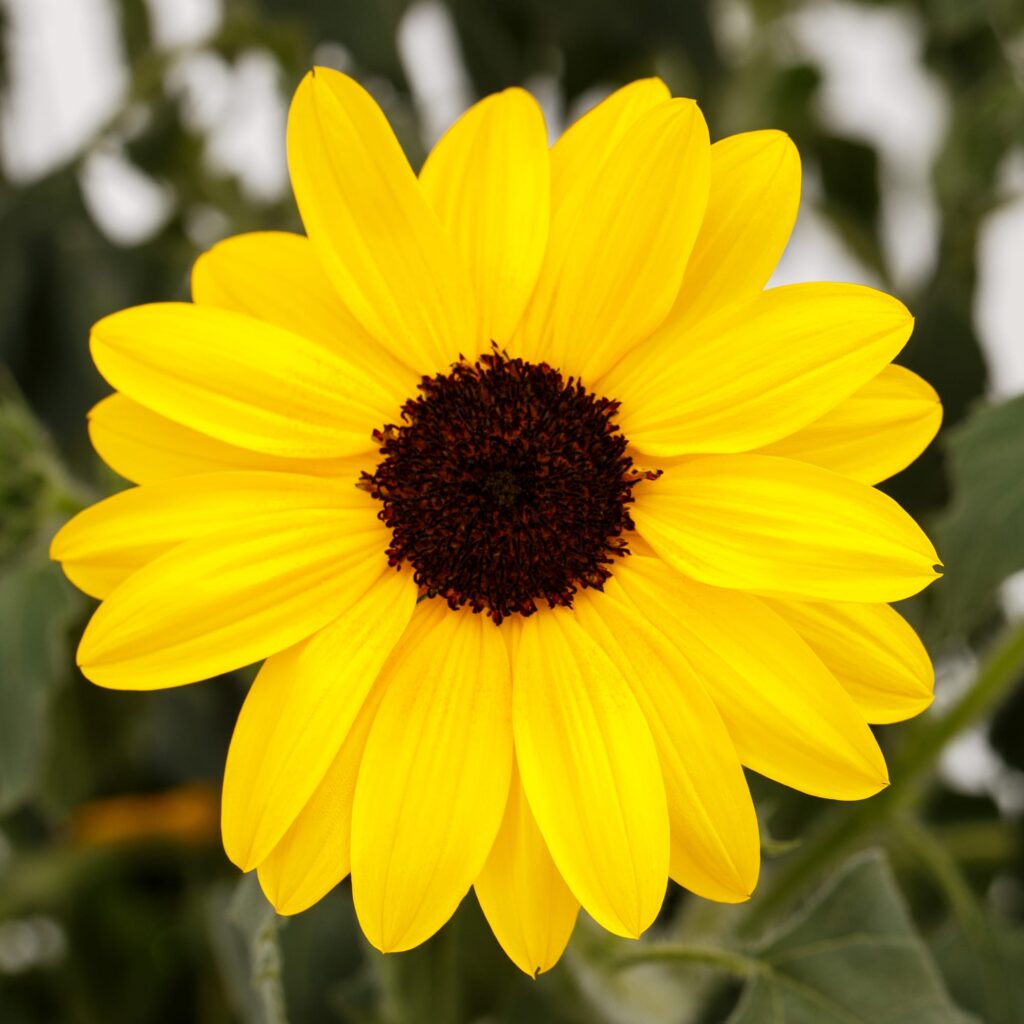 Helianthus Sunfinity Single Yellow