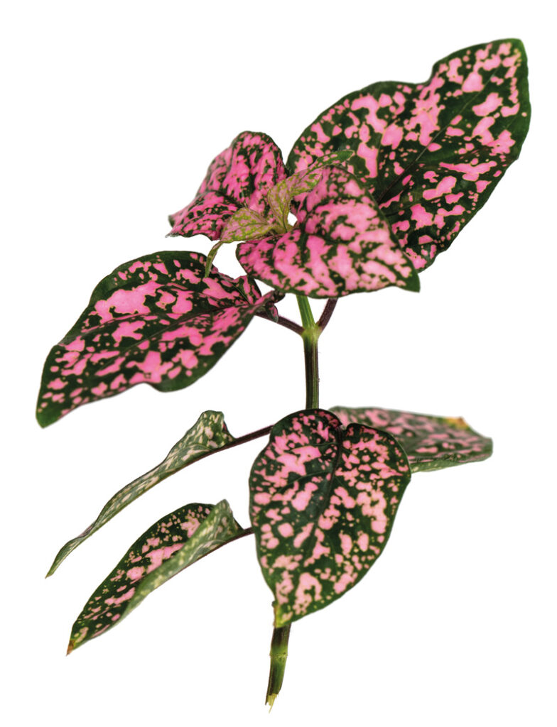 Hypoestes Lotty Dotty Pink