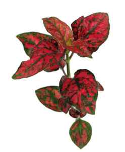 Hypoestes Lotty Dotty Red