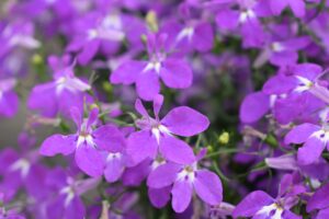 Lobelia HotPot Purple