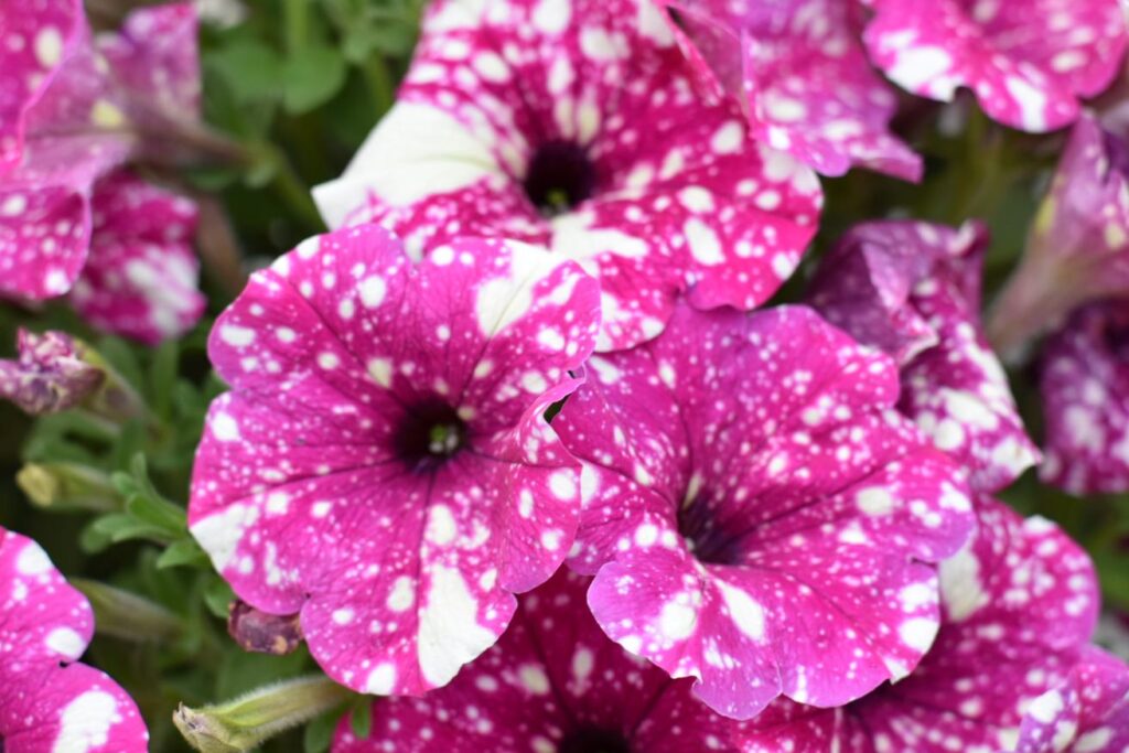 Petunia Discoball Magenta