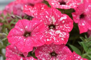 Petunia Discoball Melon Pink