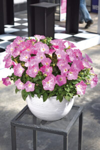 Petunia Discoball Pink