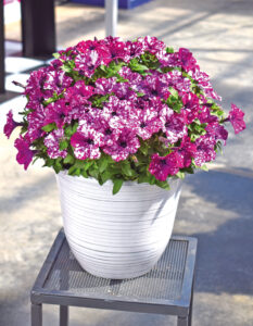 Petunia Discoball Purple