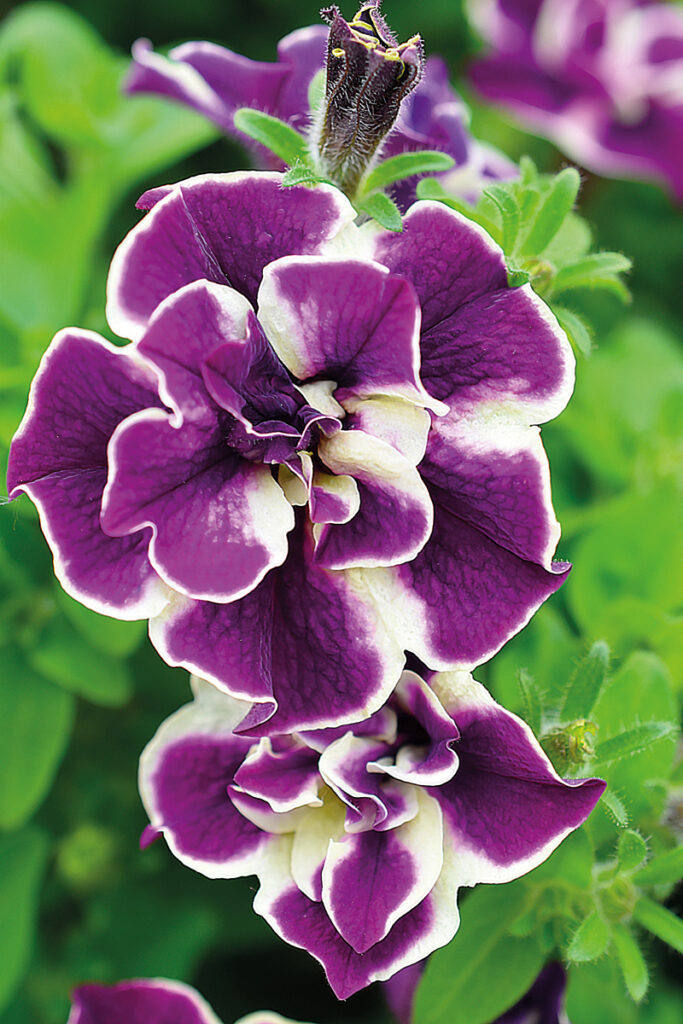 Petunia Double Stuff Bordeaux Star