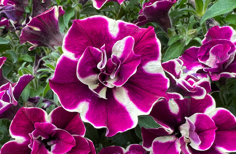 Petunia Double Stuff Burgundy Star