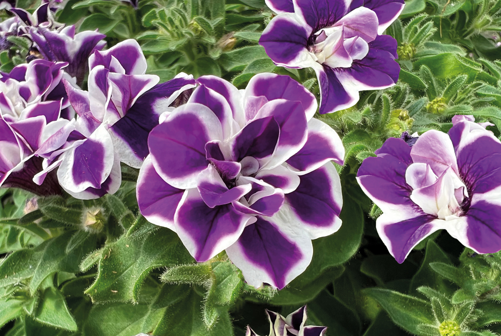 Petunia Double Stuff Violet Star