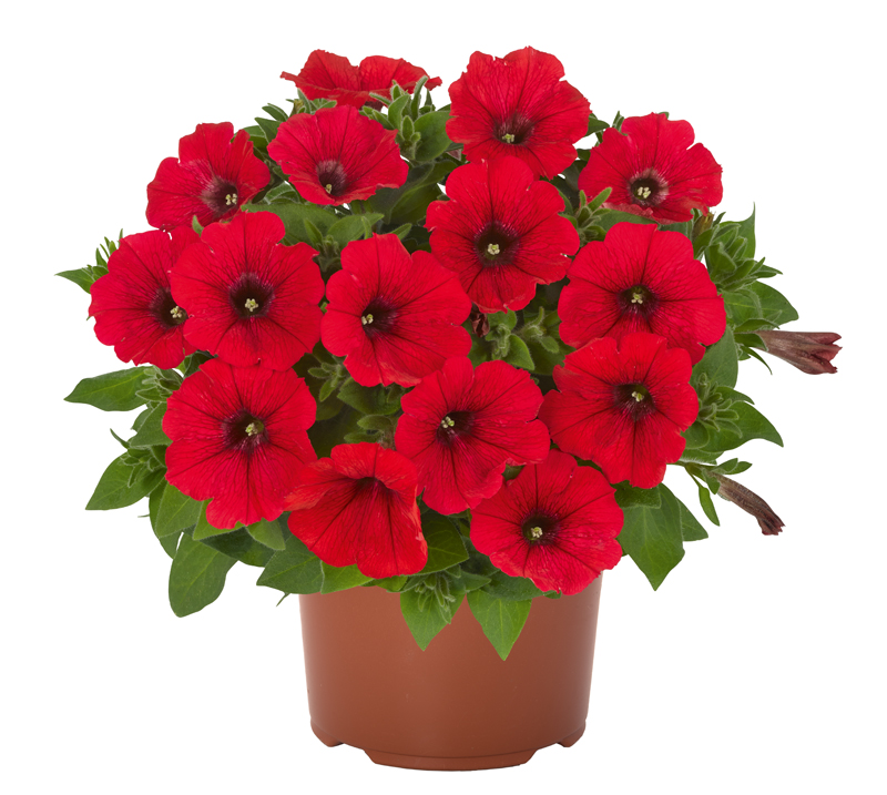 Petunia DuraBloom Red