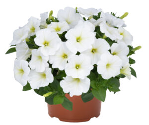 Petunia DuraBloom White