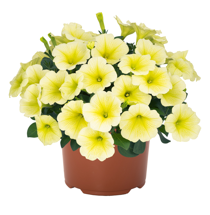 Petunia DuraBloom Yellow