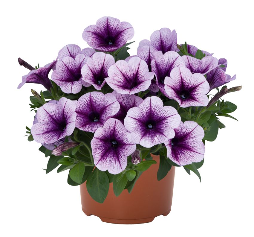 Petunia Durabloom Blue Vein