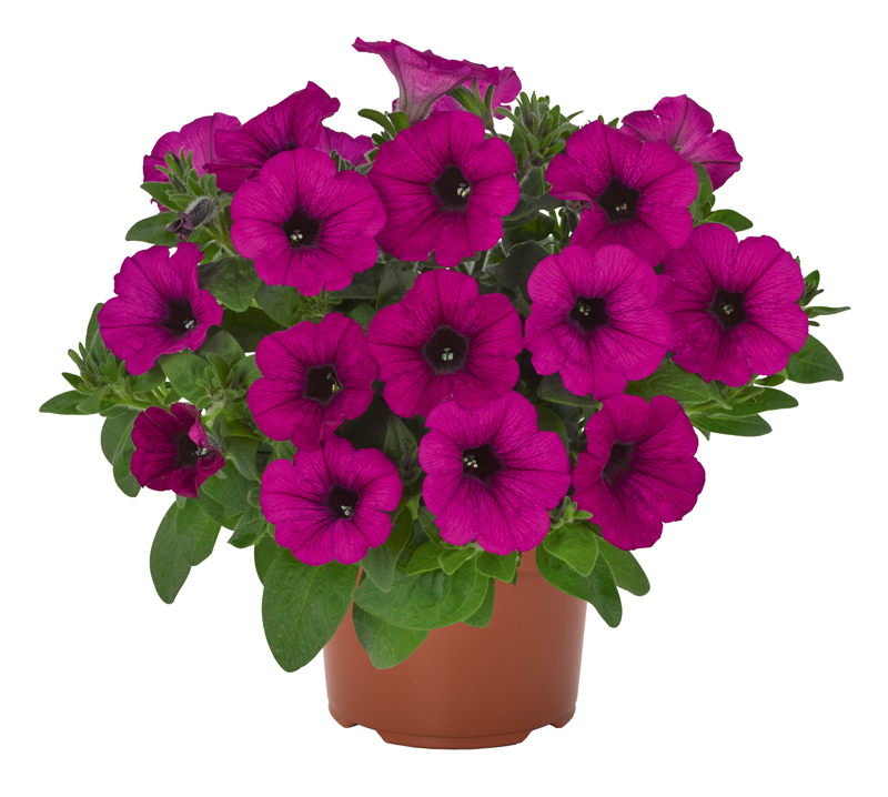 Petunia Durabloom Purple