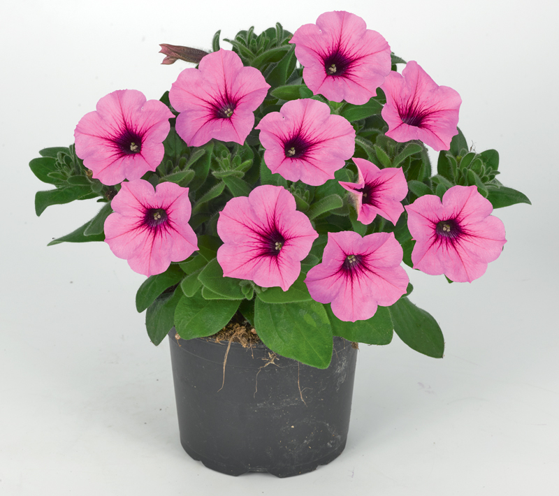 Petunia Durabloom Royal Pink