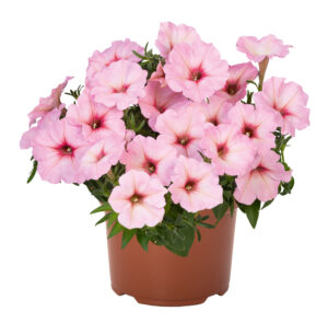 Petunia Durabloom Soft Pink