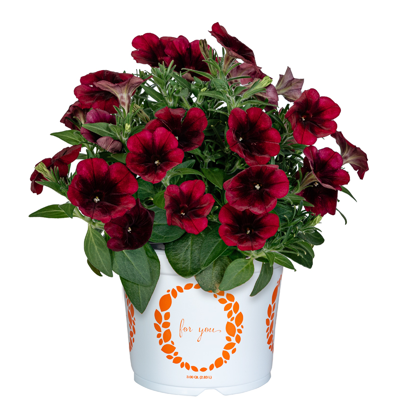 Petunia Potunia Plus Burgundy