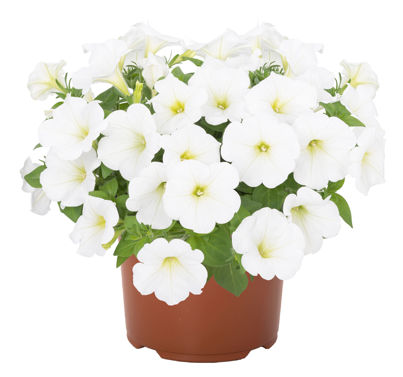 Petunia Potunia Plus White