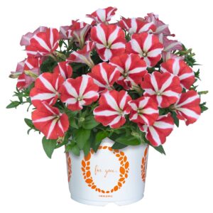 Petunia Sweetunia Windmill Cherry