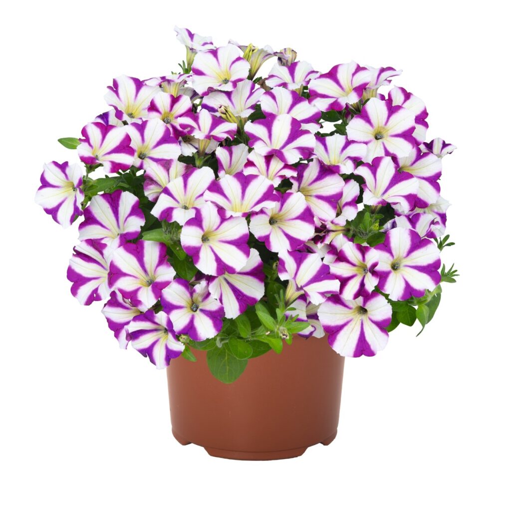 Petunia Sweetunia Windmill Purple