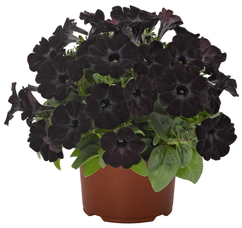 Petunia Potunia+ Black Satin