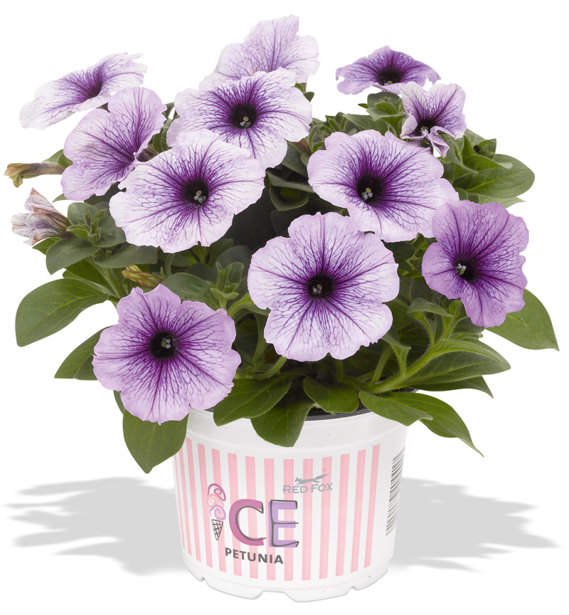 Petunia Sweetunia Blueberry Ice