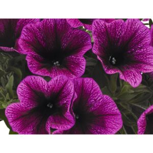 Petunia Sweetunia Purple Gem