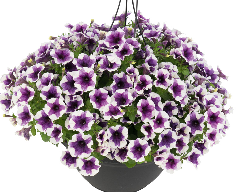 Petunia Sweetunia Purple Touch