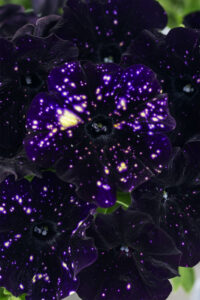 Petunia DiscoBall Black