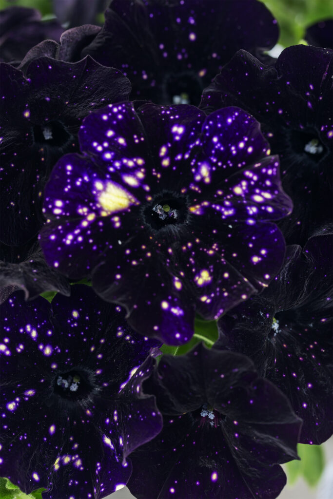 Petunia DiscoBall Black