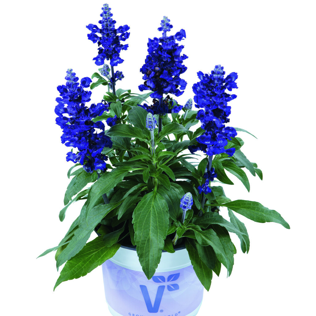 Salvia farina Blue