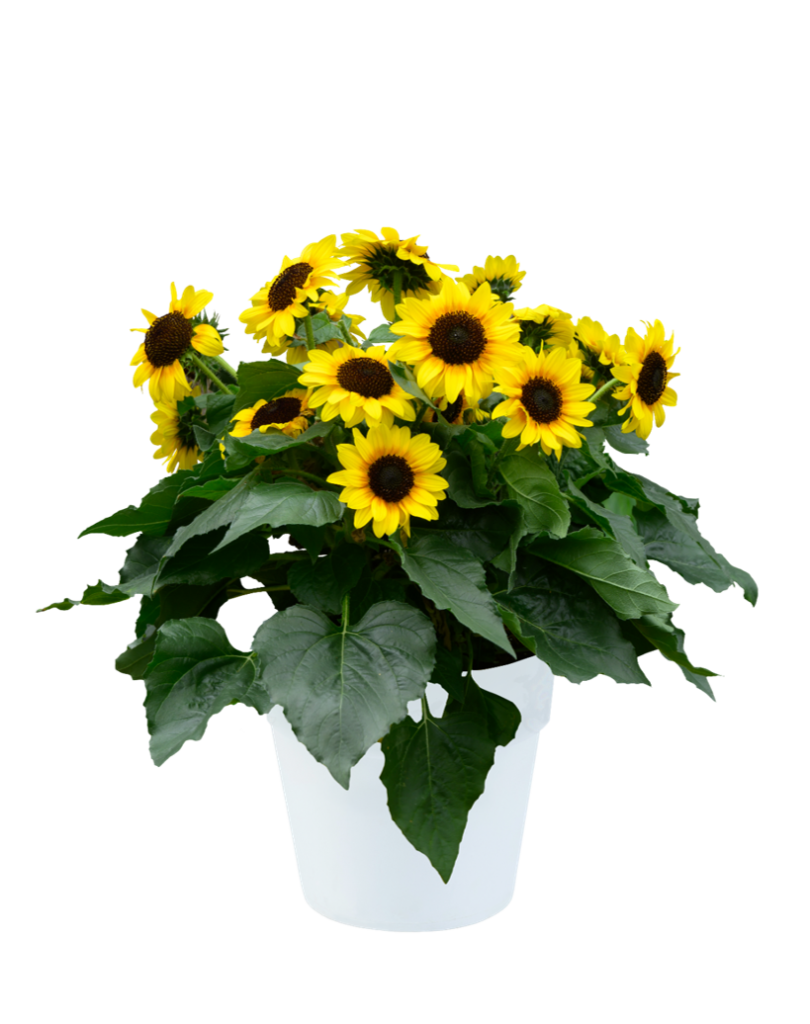 Helianthus Sol Seeker Honey (28-36"T)