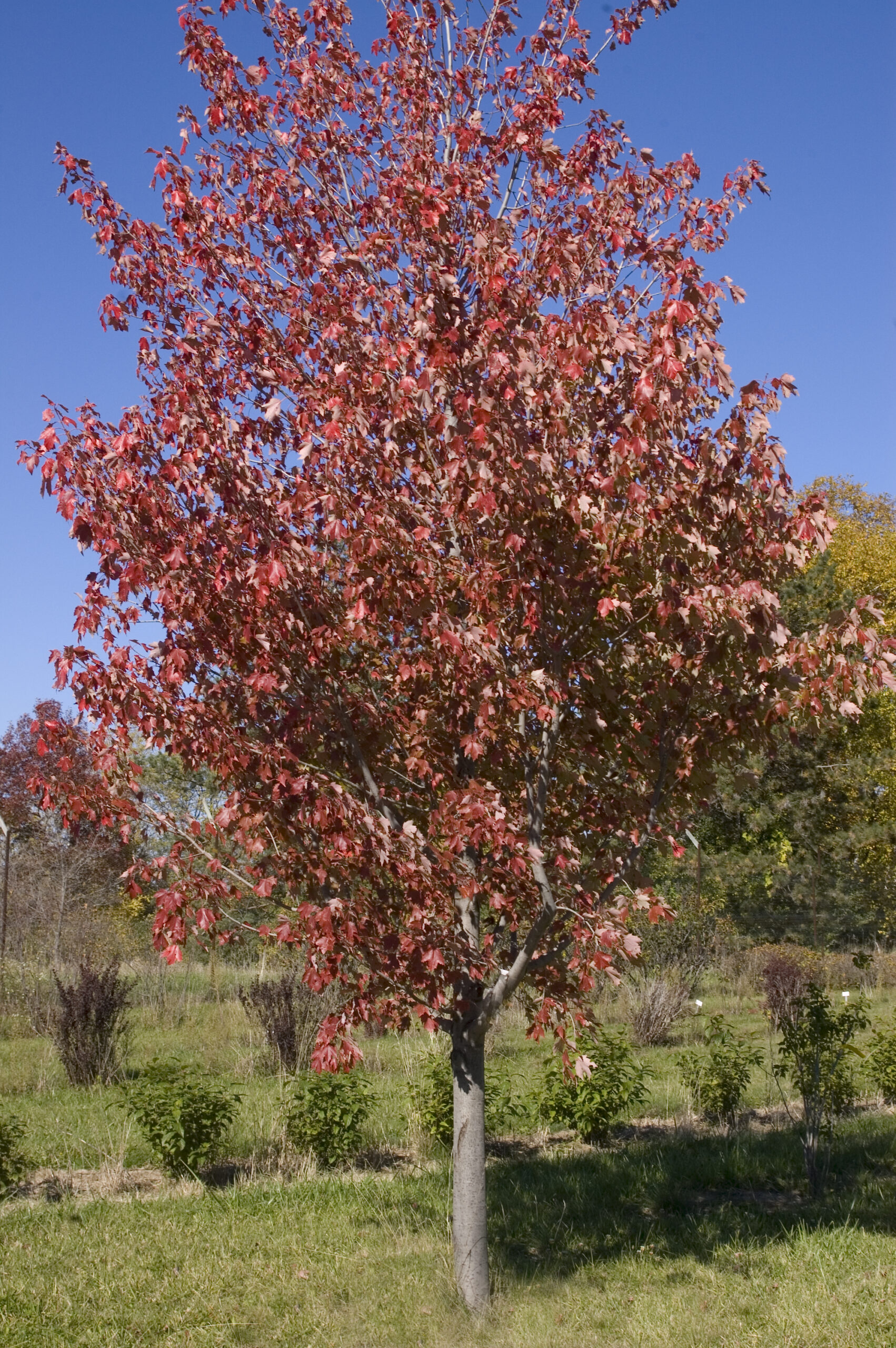 Maple Autumn Radiance