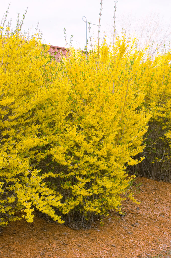 Forsythia - Lynwood Gold - Malmborgs