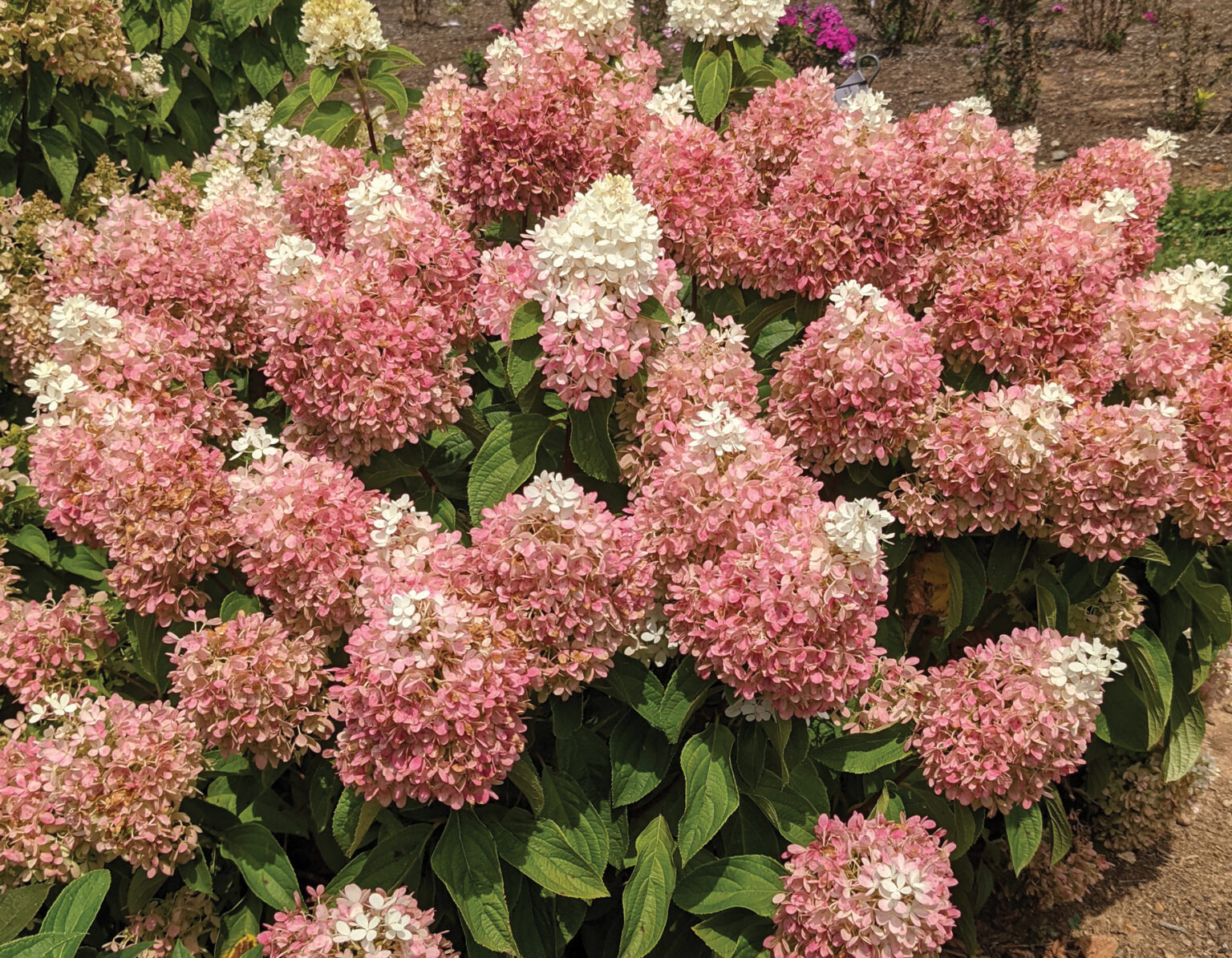 Hydrangea Sweet Starlight