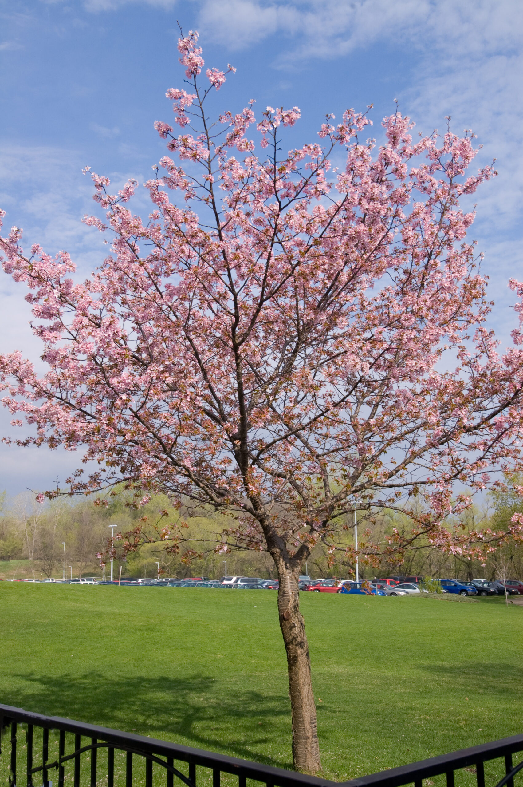 Sargent Cherry Spring Wonder