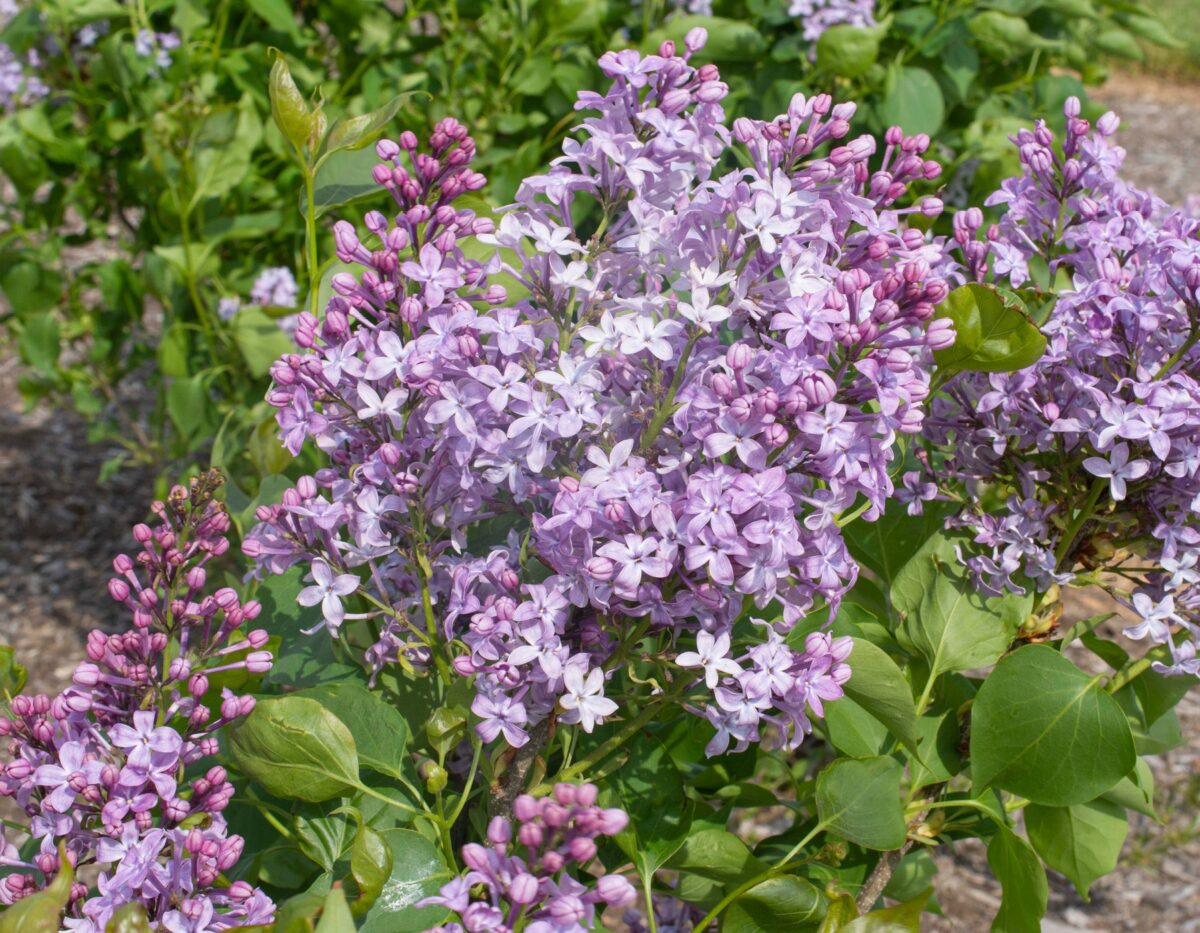 Lilac New Age Lavender
