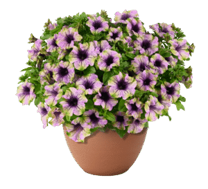Petunia AMAZONAS Violet Parakeet